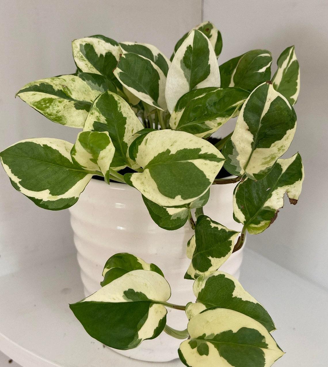 Pothos Epipemnum Pearls And Jade - View 6 from www redcrocus com