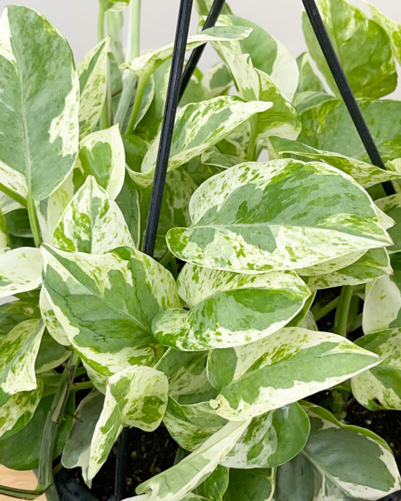 Pothos Epipemnum Pearls And Jade - View 9 from www redcrocus com