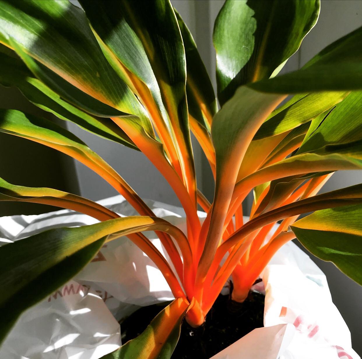 Chlorophytum Mandarin - View 10 from www redcrocus com