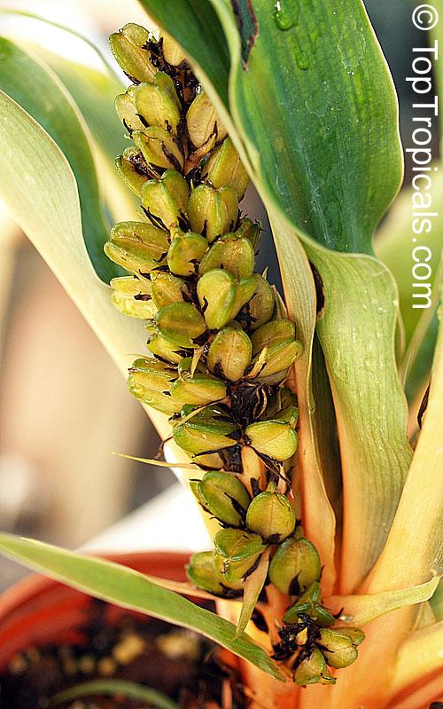 Chlorophytum Mandarin - View 12 from www redcrocus com
