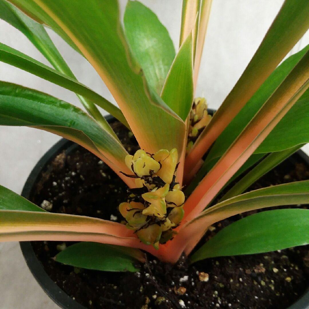 Chlorophytum Mandarin - View 15 from www redcrocus com
