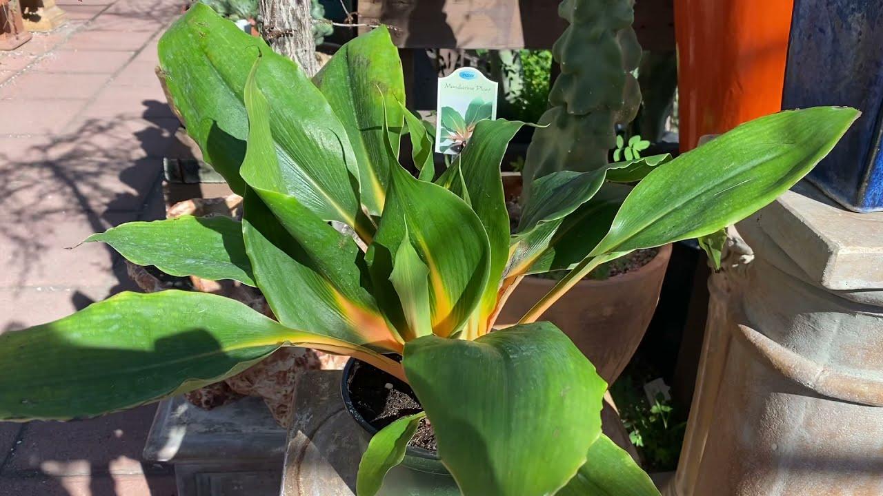 Chlorophytum Mandarin - View 17 from www redcrocus com