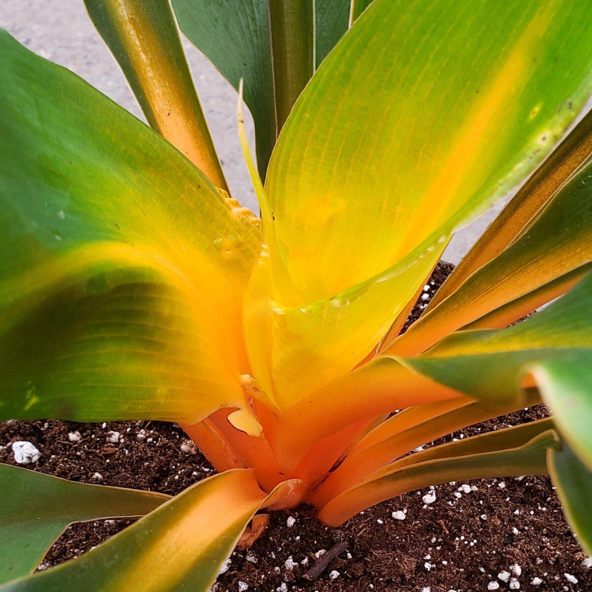 Chlorophytum Mandarin - View 2 from www redcrocus com
