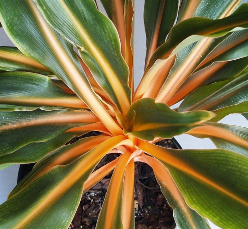 Chlorophytum Mandarin - View 3 from www redcrocus com