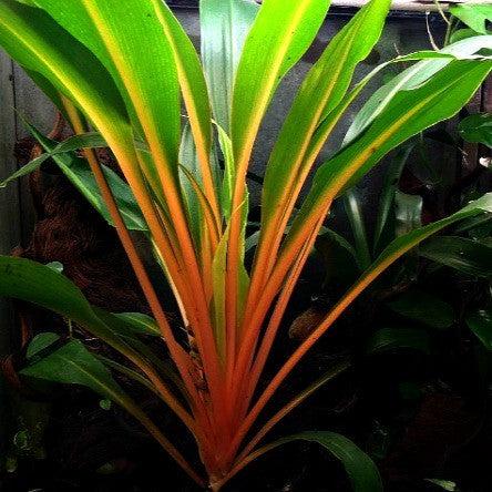Chlorophytum Mandarin - View 4 from www redcrocus com