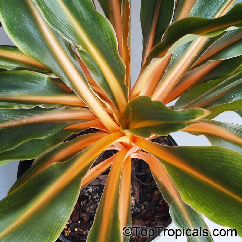 Chlorophytum Mandarin - View 5 from www redcrocus com