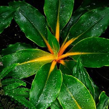 Chlorophytum Mandarin - View 6 from www redcrocus com