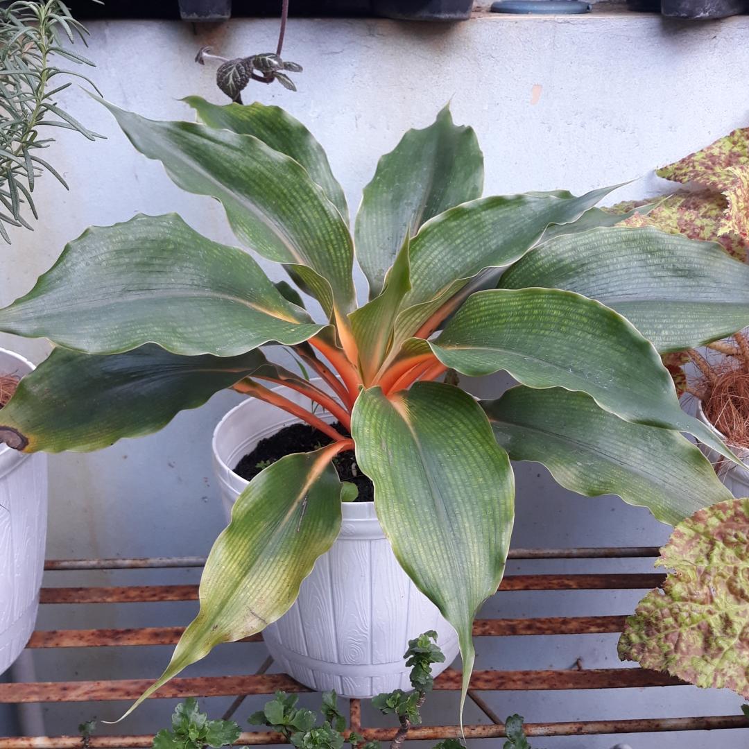 Chlorophytum Mandarin - View 7 from www redcrocus com