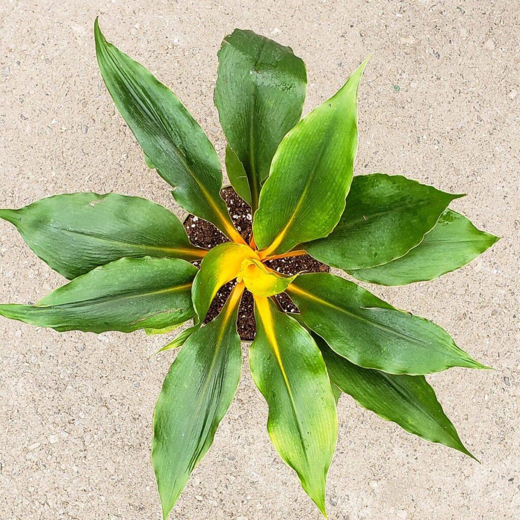 Chlorophytum Mandarin - View 8 from www redcrocus com