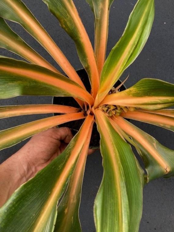 Chlorophytum Mandarin - View 9 from www redcrocus com