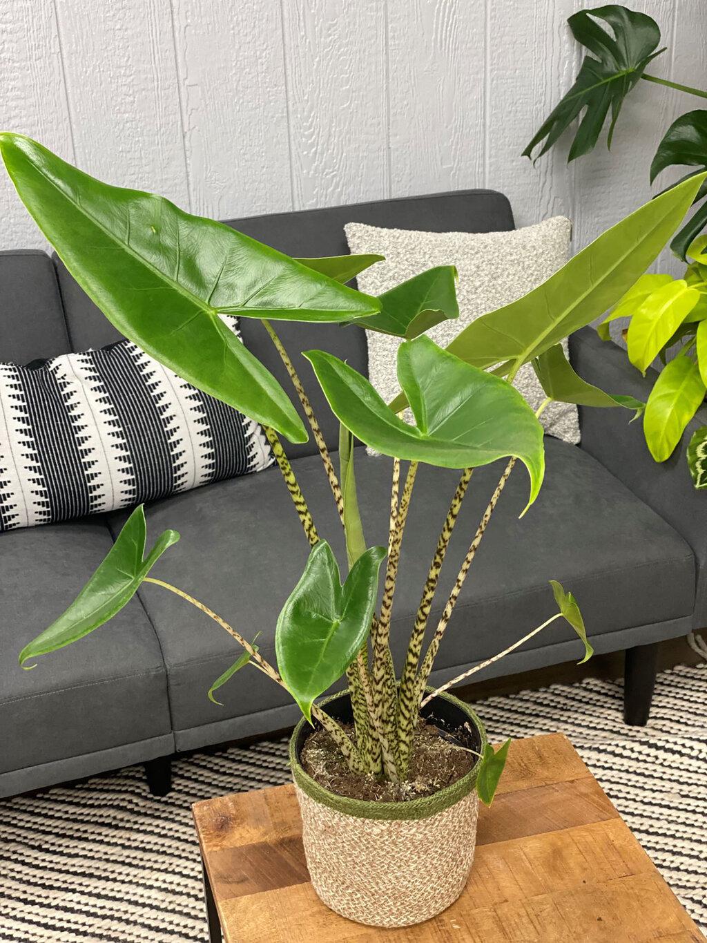 Alocasia Zebrina - View 11 from www redcrocus com