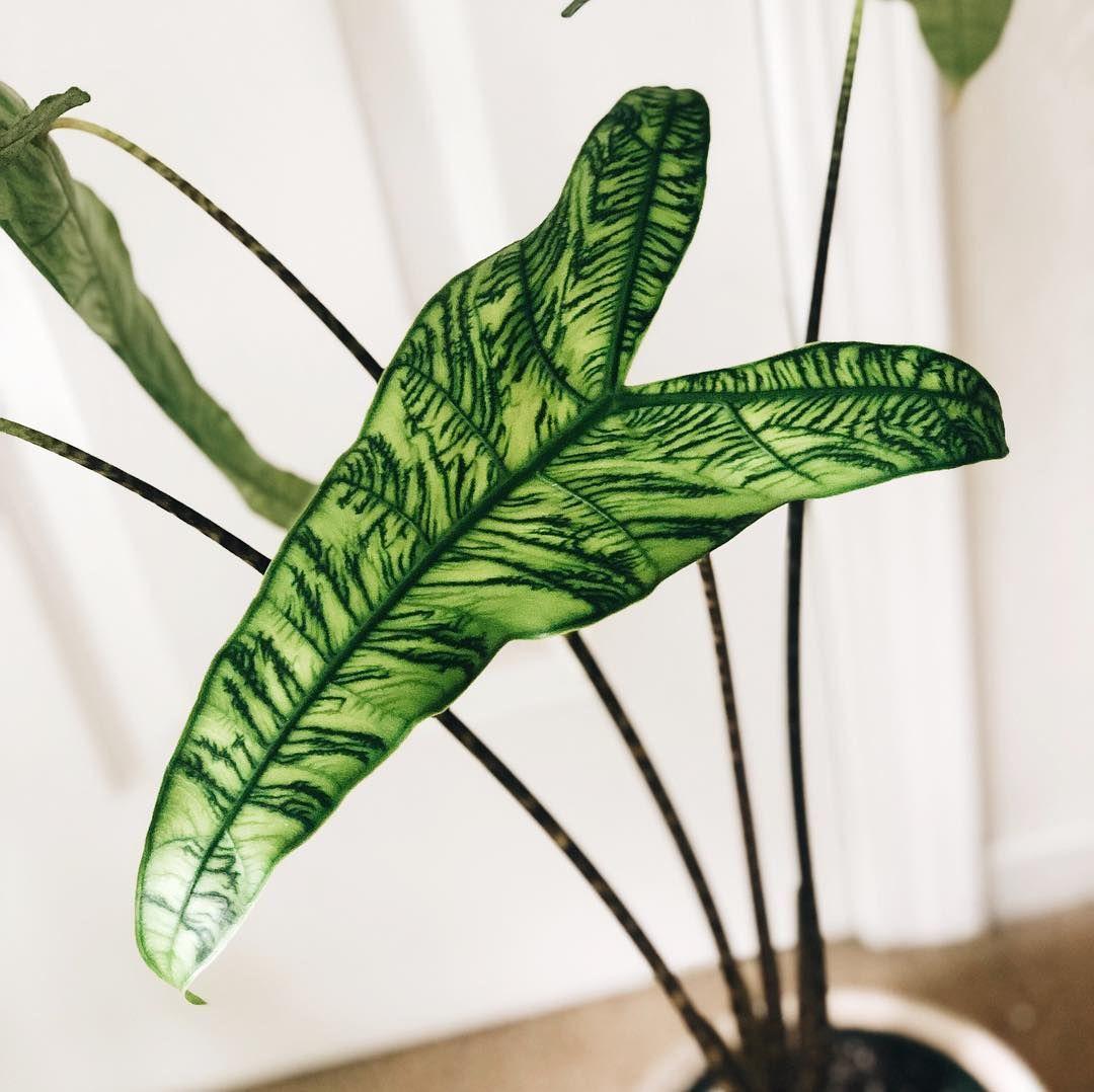Alocasia Zebrina - View 12 from www redcrocus com