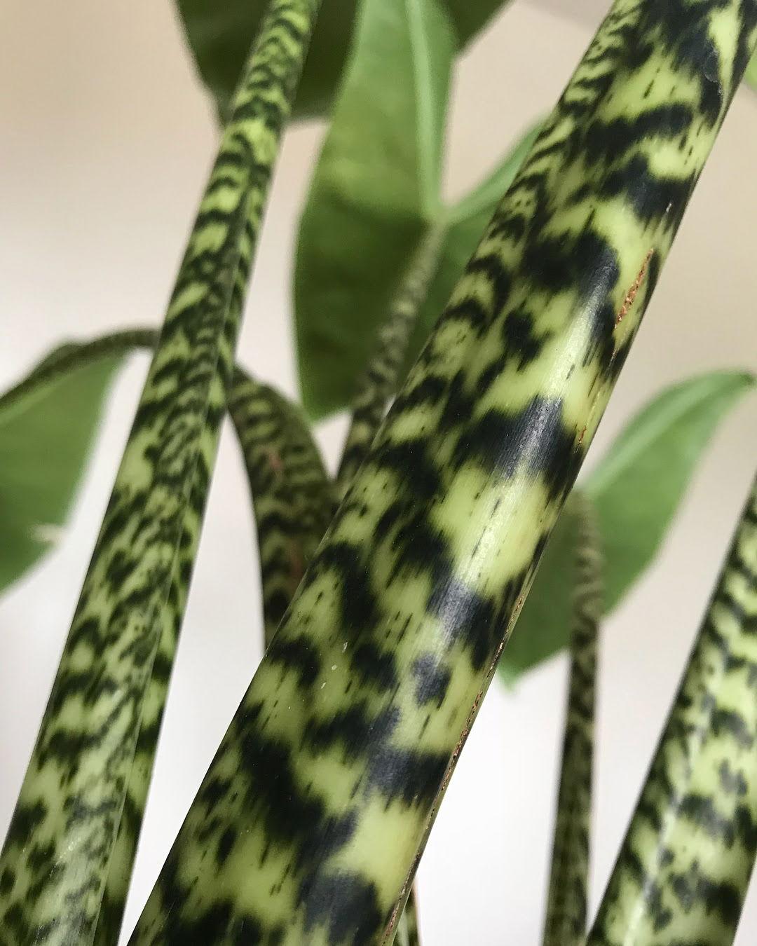 Alocasia Zebrina - View 13 from www redcrocus com