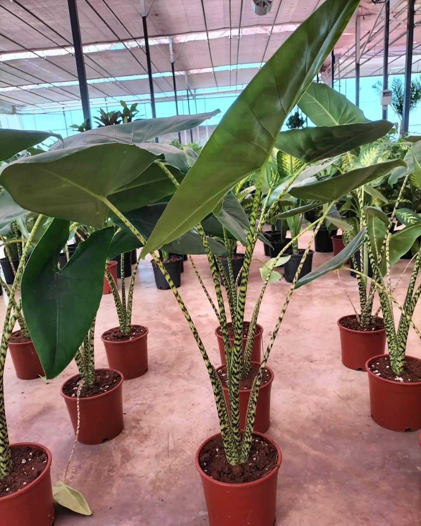 Alocasia Zebrina - View 15 from www redcrocus com