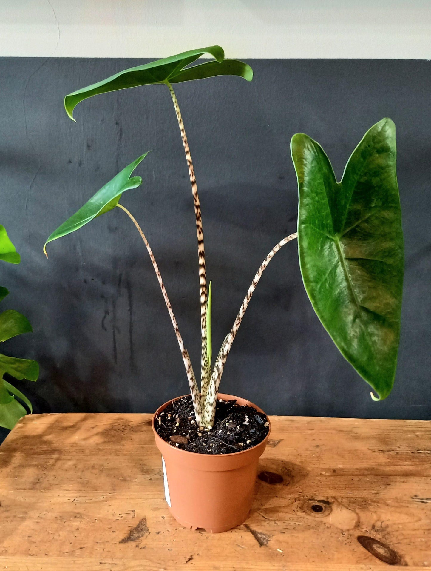 Alocasia Zebrina - View 16 from www redcrocus com