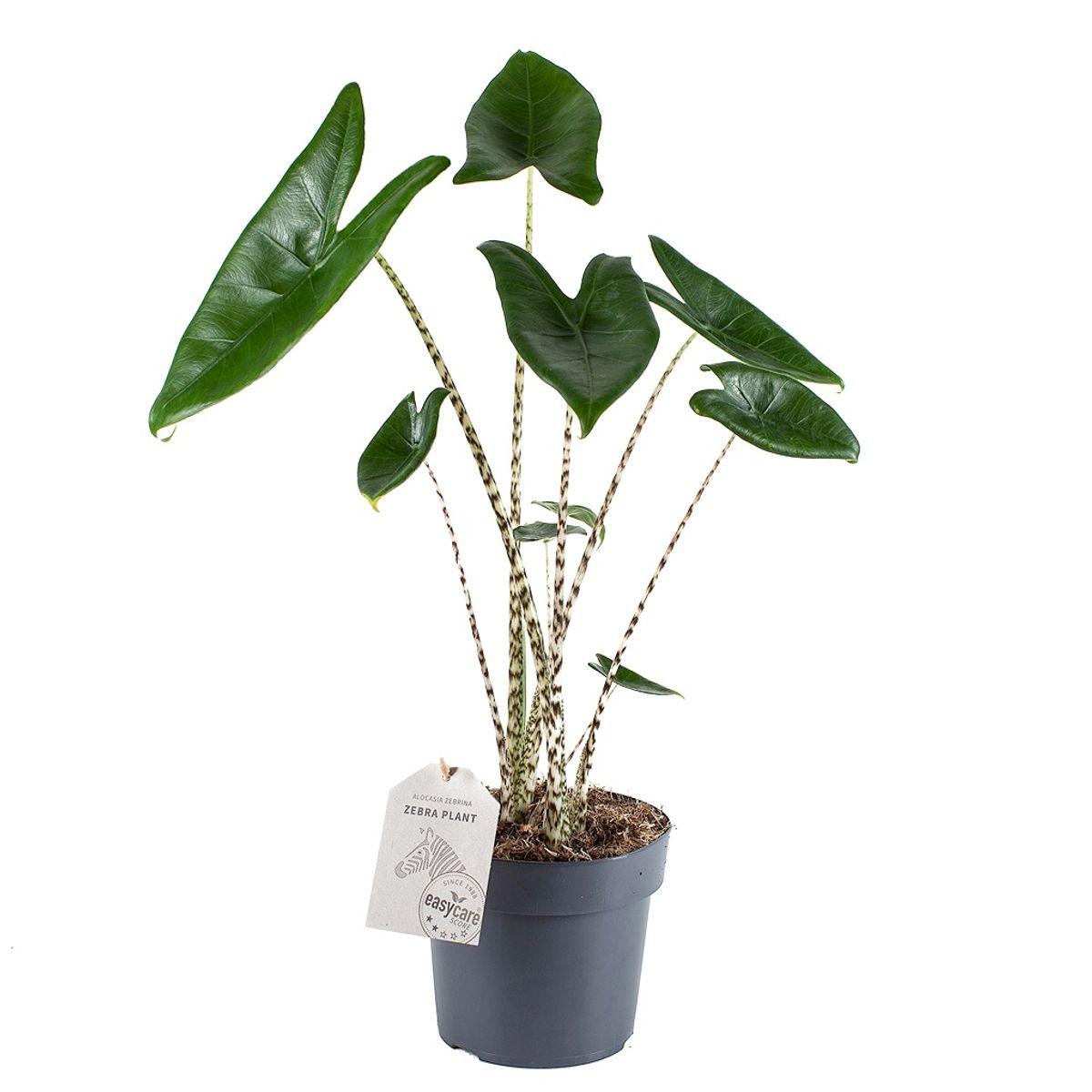Alocasia Zebrina - View 17 from www redcrocus com