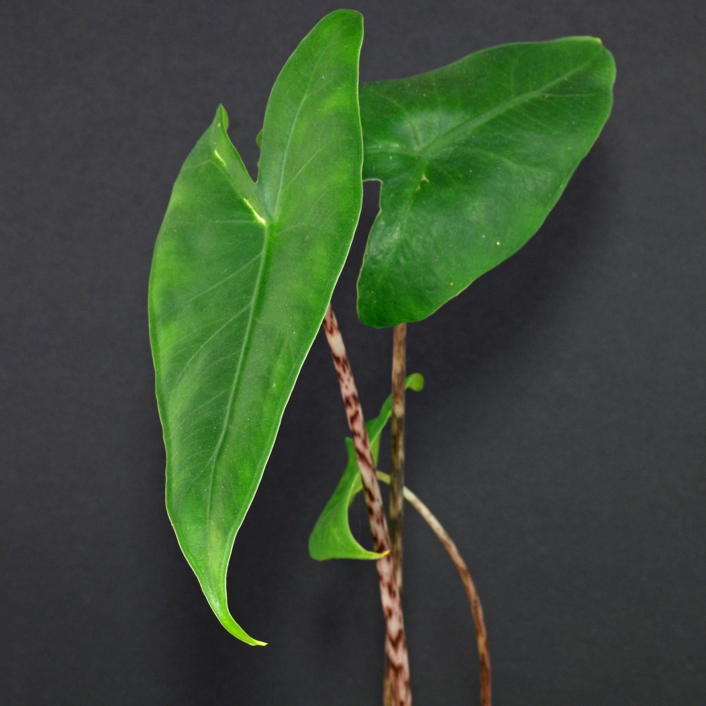 Alocasia Zebrina - View 18 from www redcrocus com
