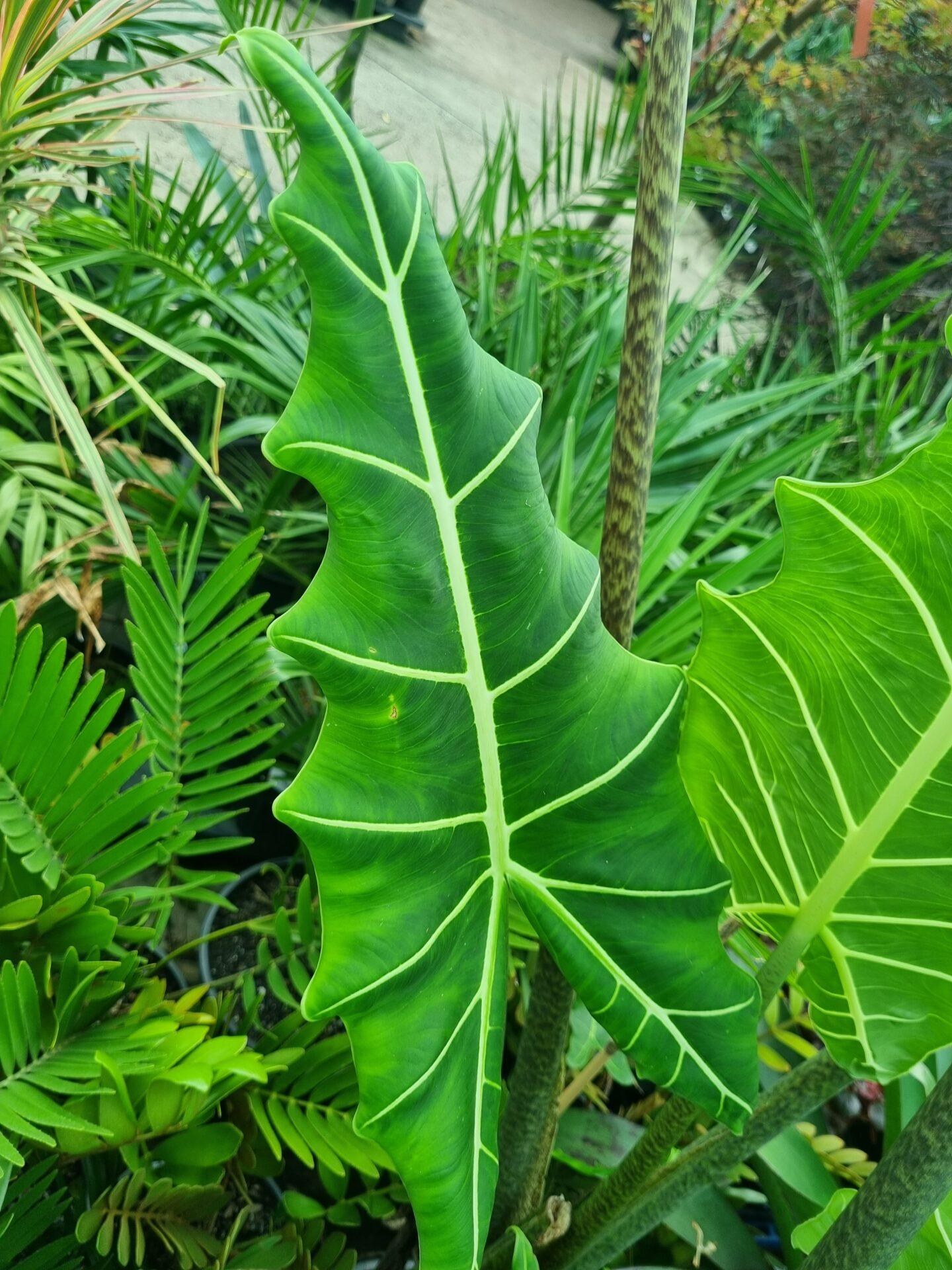 Alocasia Zebrina - View 3 from www redcrocus com
