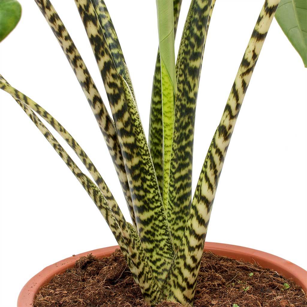 Alocasia Zebrina - View 5 from www redcrocus com
