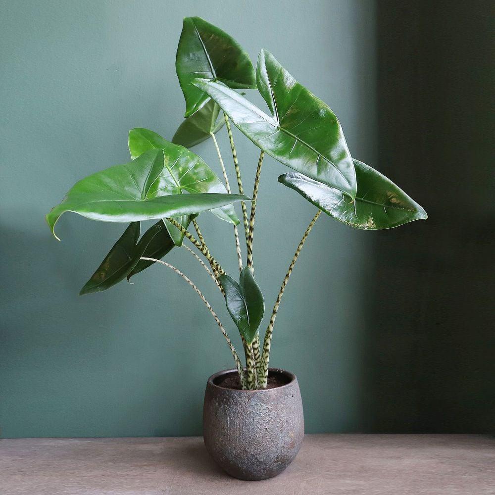 Alocasia Zebrina - View 6 from www redcrocus com