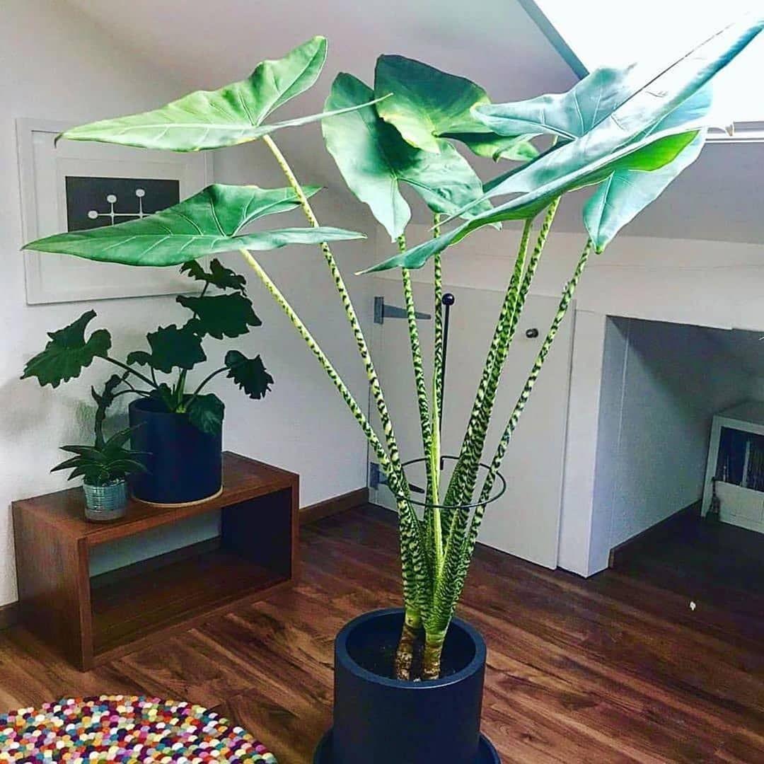 Alocasia Zebrina - View 7 from www redcrocus com