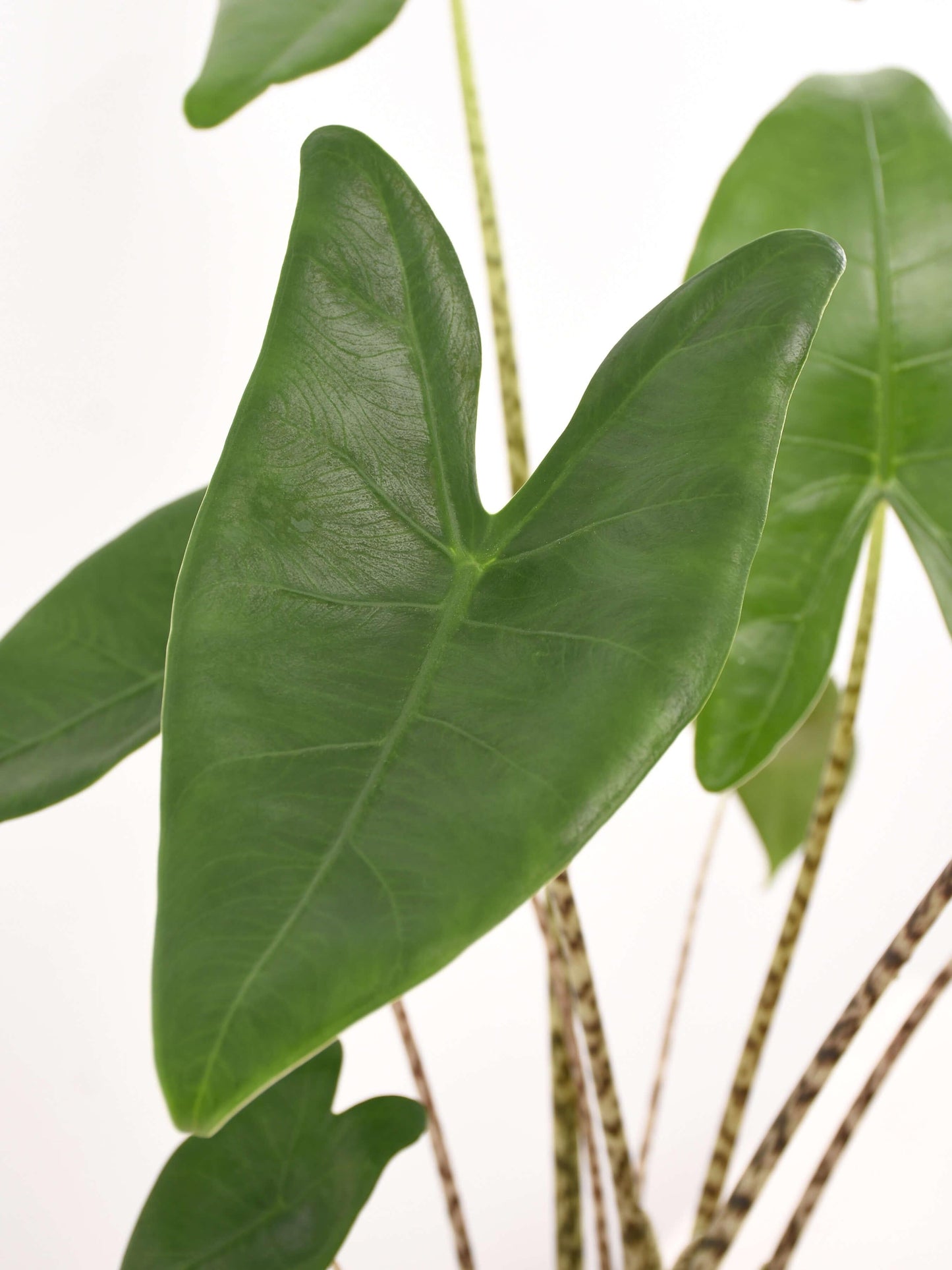 Alocasia Zebrina - View 9 from www redcrocus com