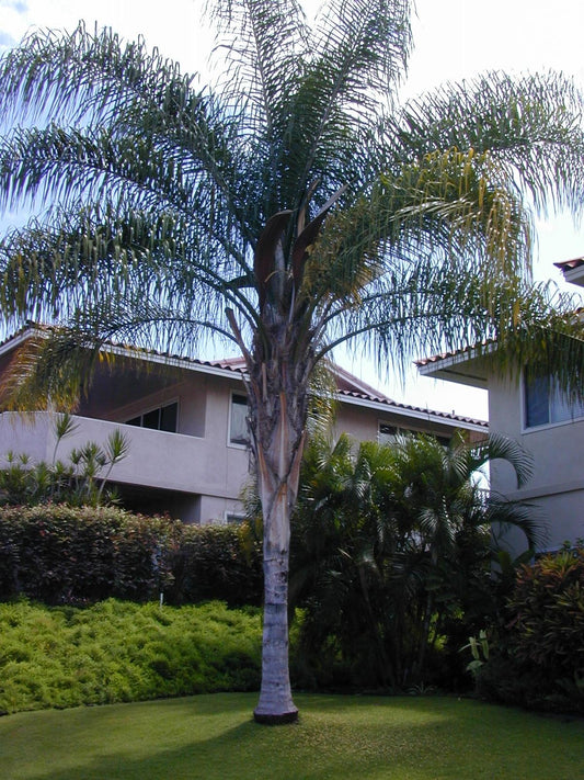 Palm, Syagrus Romanzoffiana - View 1 from www redcrocus com