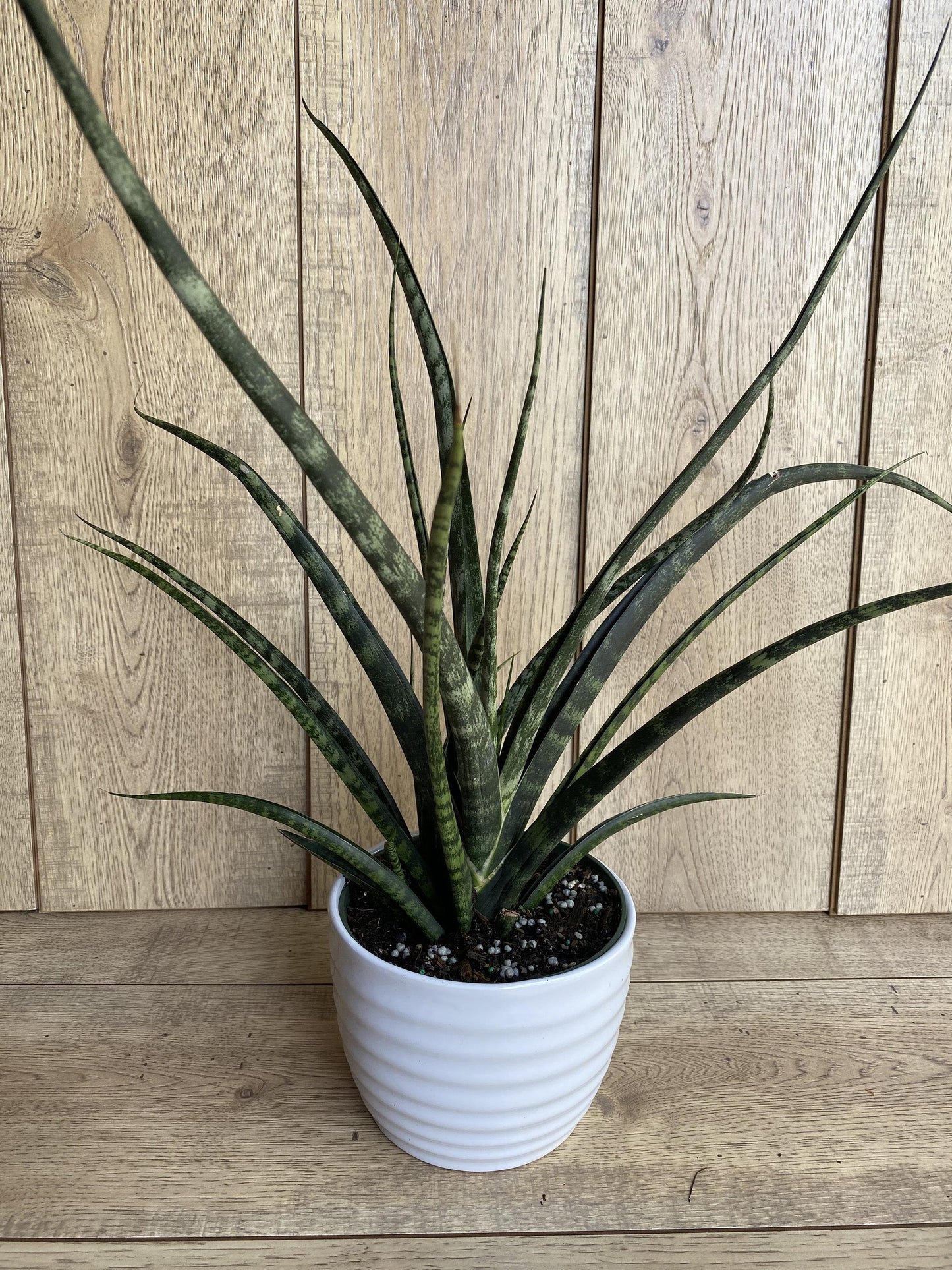 Sansevieria Fernwood Mikado - View 17 from www redcrocus com