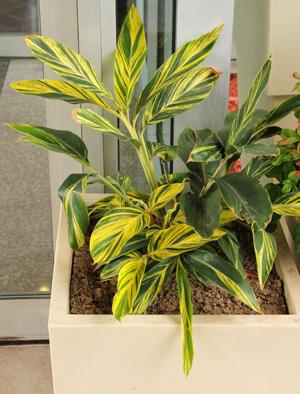 Alpinia Zerumbet 'variegata' - View 10 from www redcrocus com