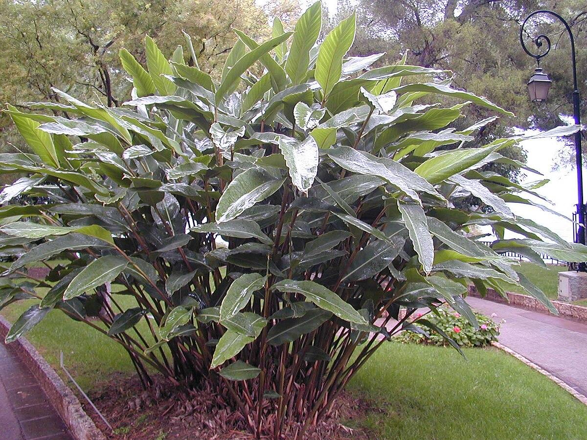 Alpinia Zerumbet 'variegata' - View 12 from www redcrocus com