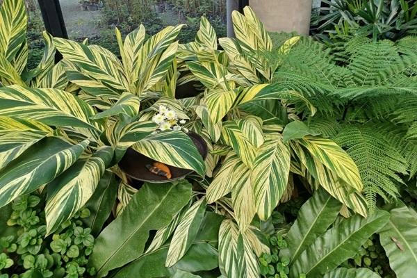 Alpinia Zerumbet 'variegata' - View 17 from www redcrocus com