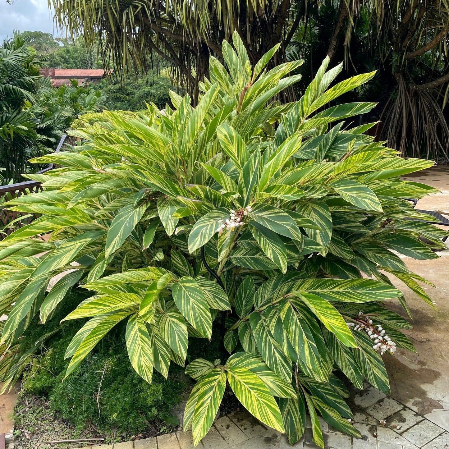 Alpinia Zerumbet 'variegata' - View 2 from www redcrocus com