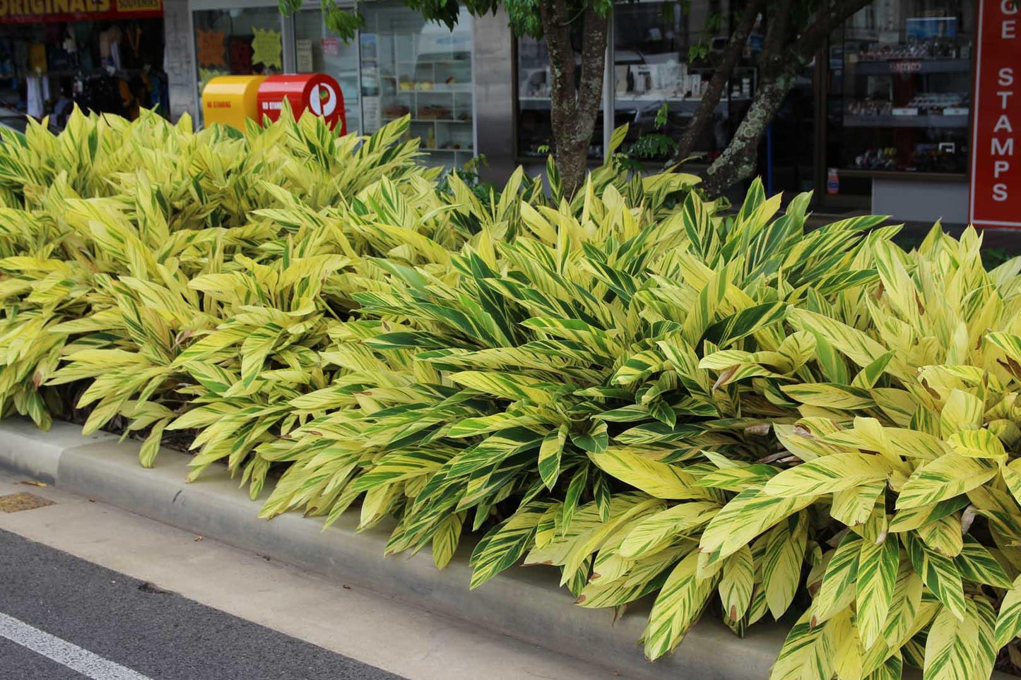 Alpinia Zerumbet 'variegata' - View 8 from www redcrocus com