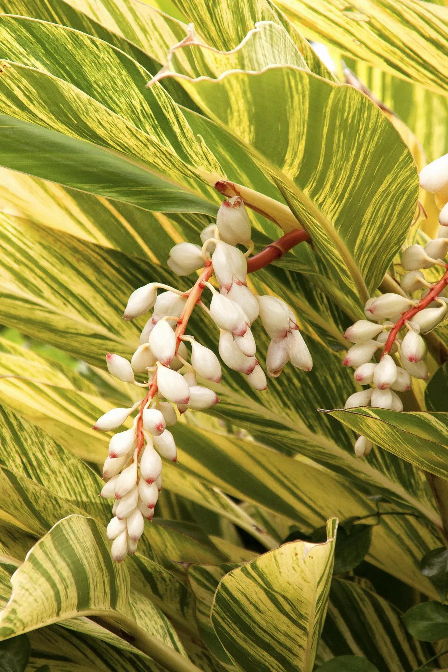 Alpinia Zerumbet 'variegata' - View 9 from www redcrocus com