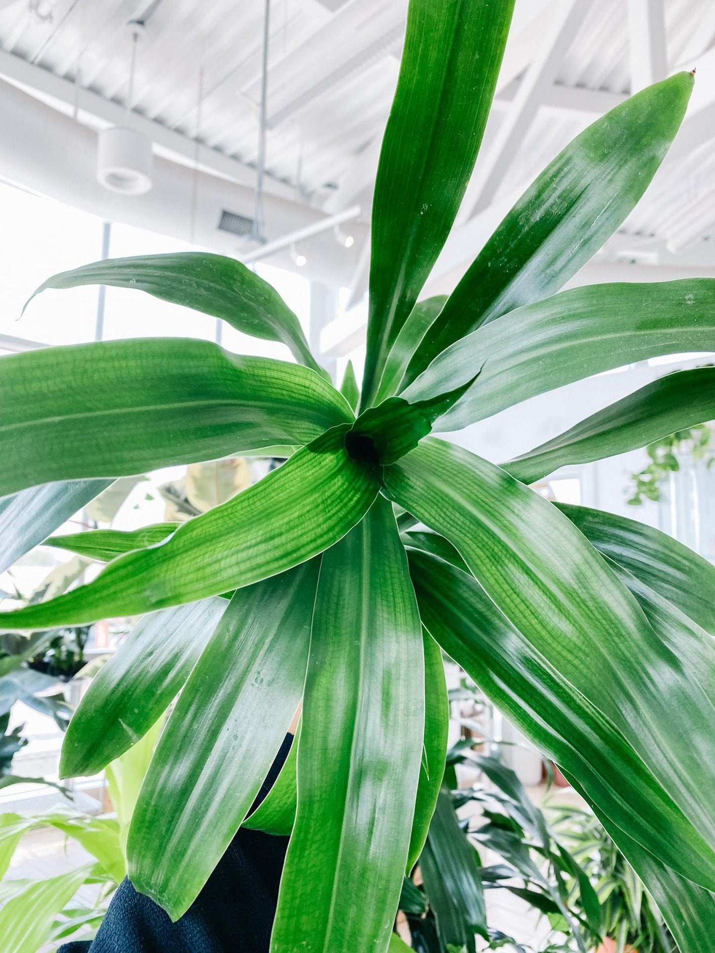 Dracaena Elegance Cane - View 17 from www redcrocus com