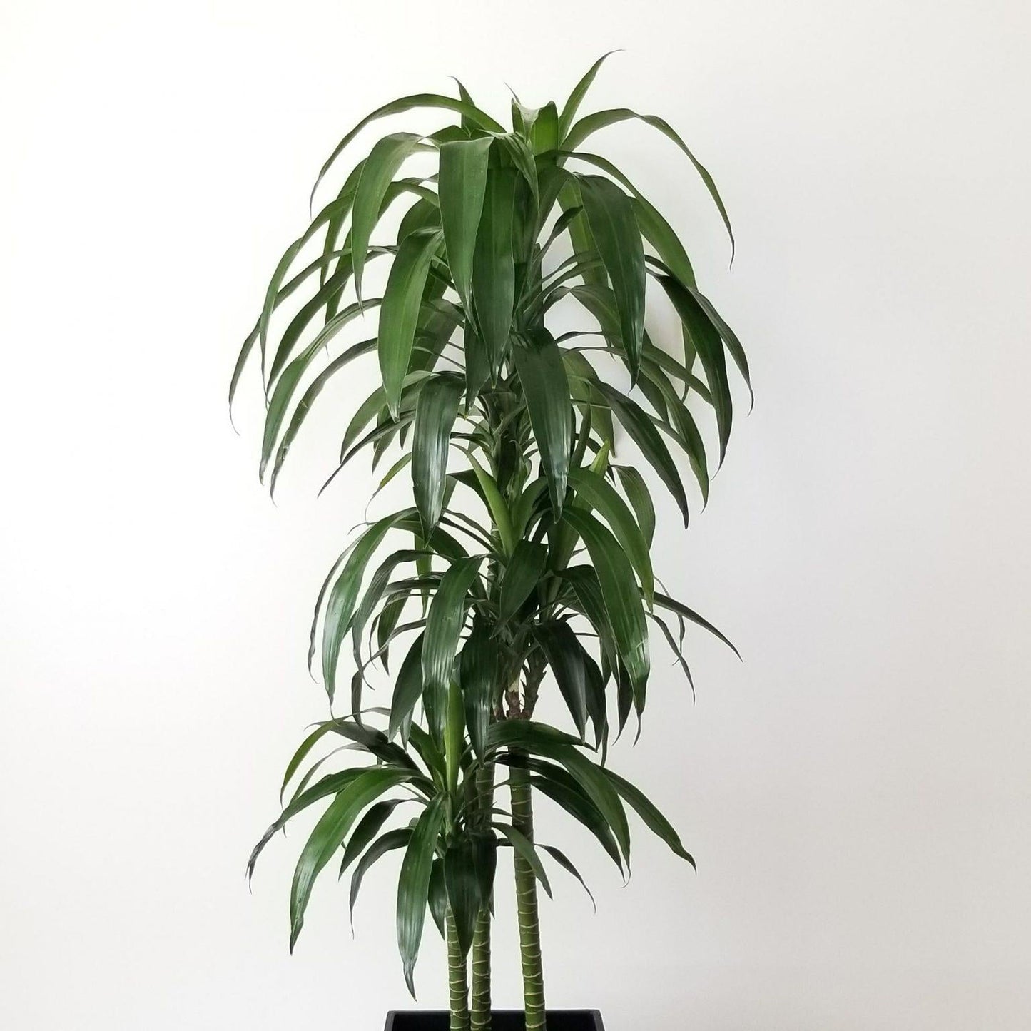 Dracaena Elegance Cane - View 3 from www redcrocus com