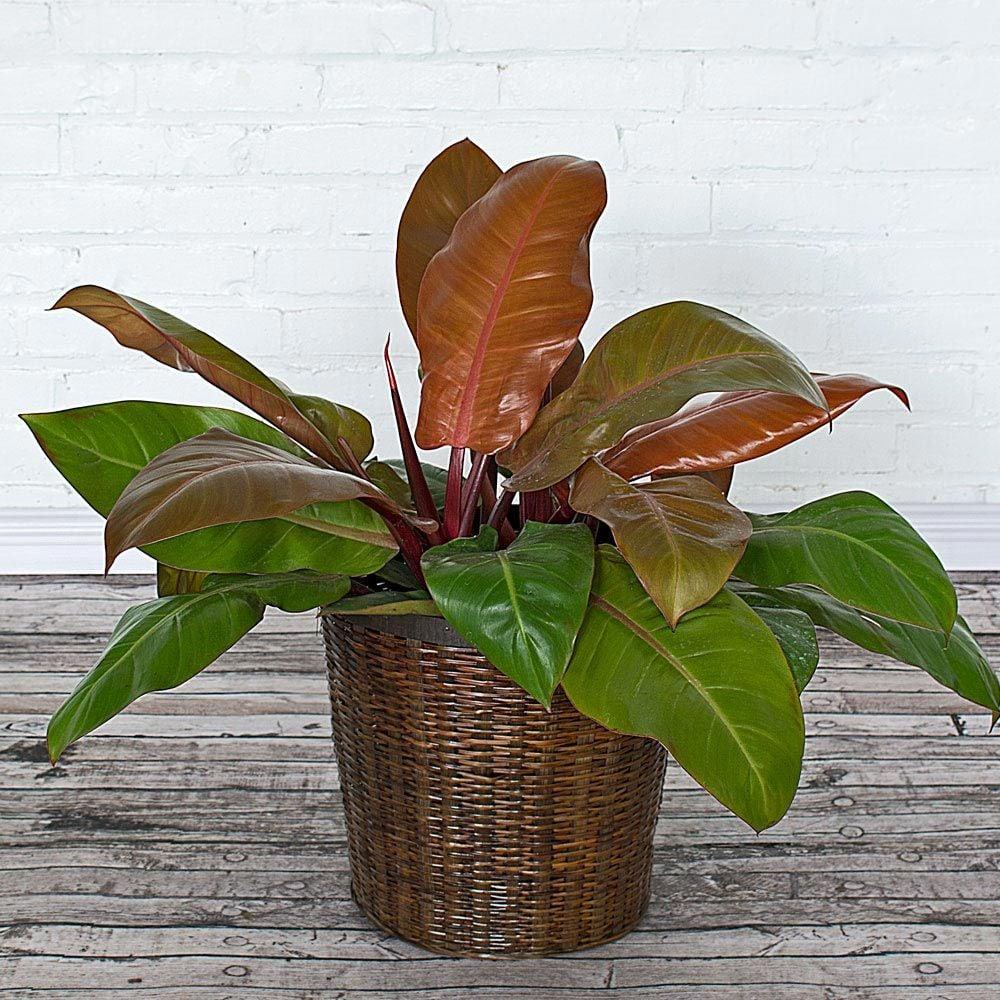 Philodendron Prince Of Orange - View 14 from www redcrocus com