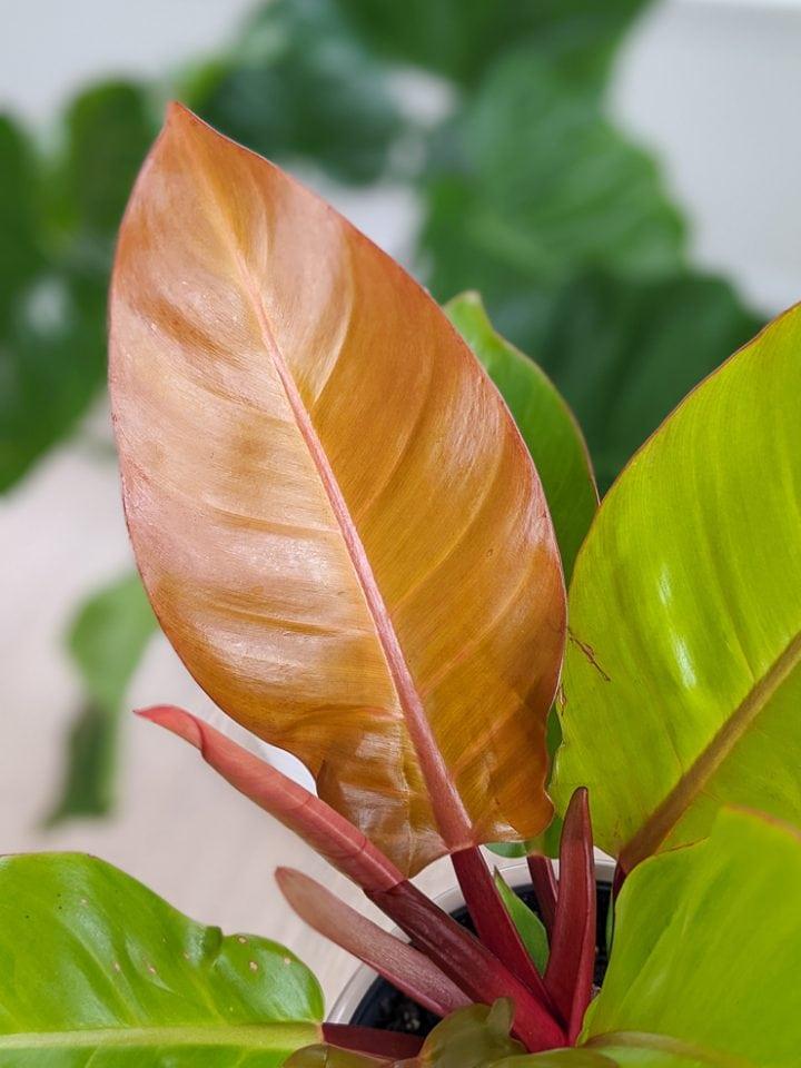 Philodendron Prince Of Orange - View 15 from www redcrocus com
