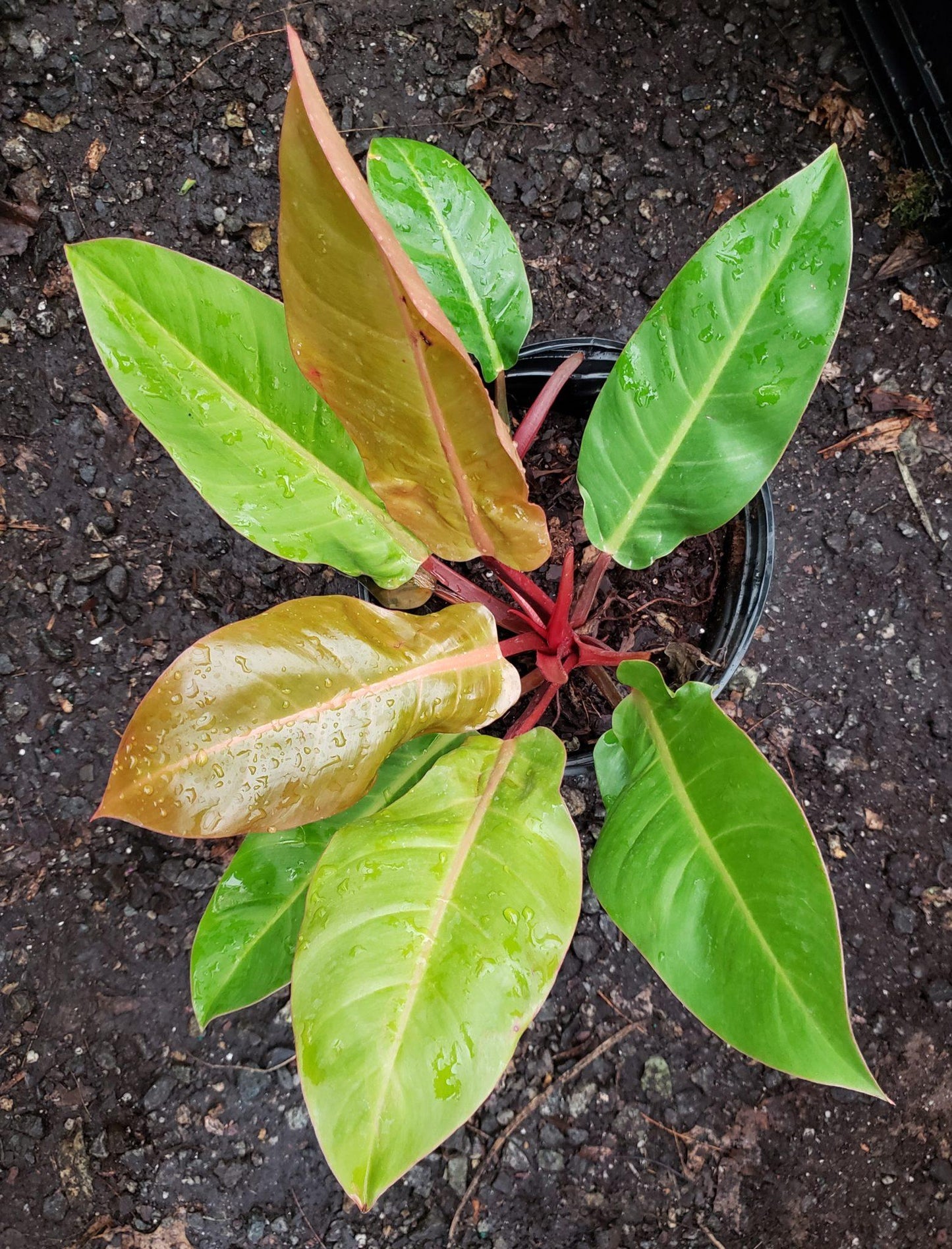 Philodendron Prince Of Orange - View 16 from www redcrocus com