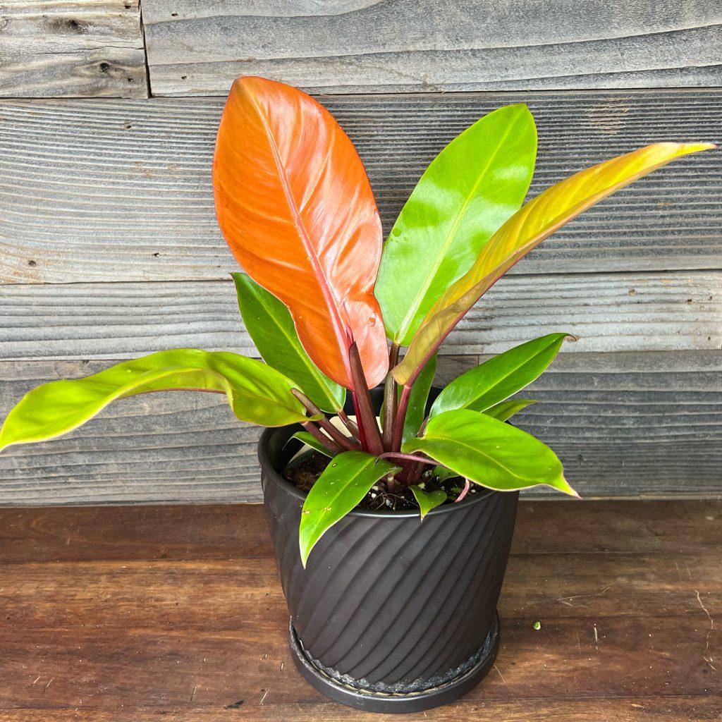 Philodendron Prince Of Orange - View 17 from www redcrocus com