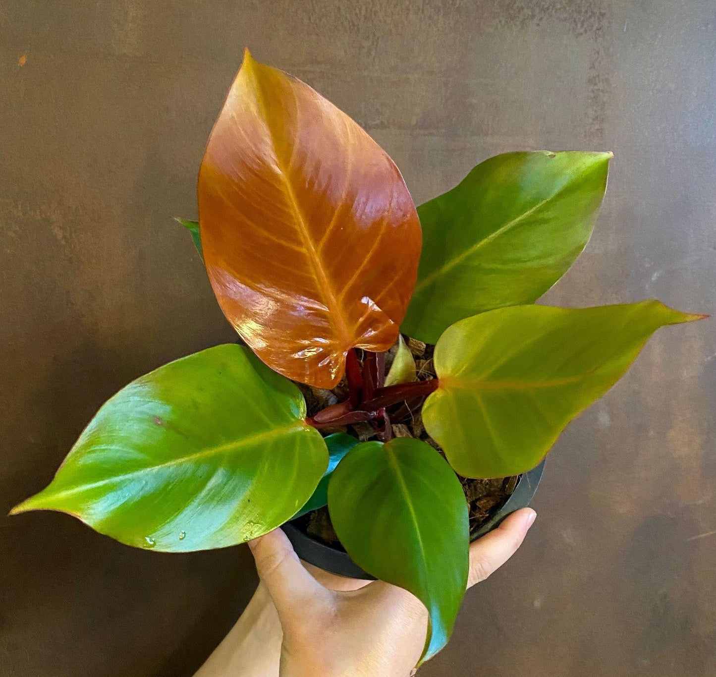 Philodendron Prince Of Orange - View 2 from www redcrocus com