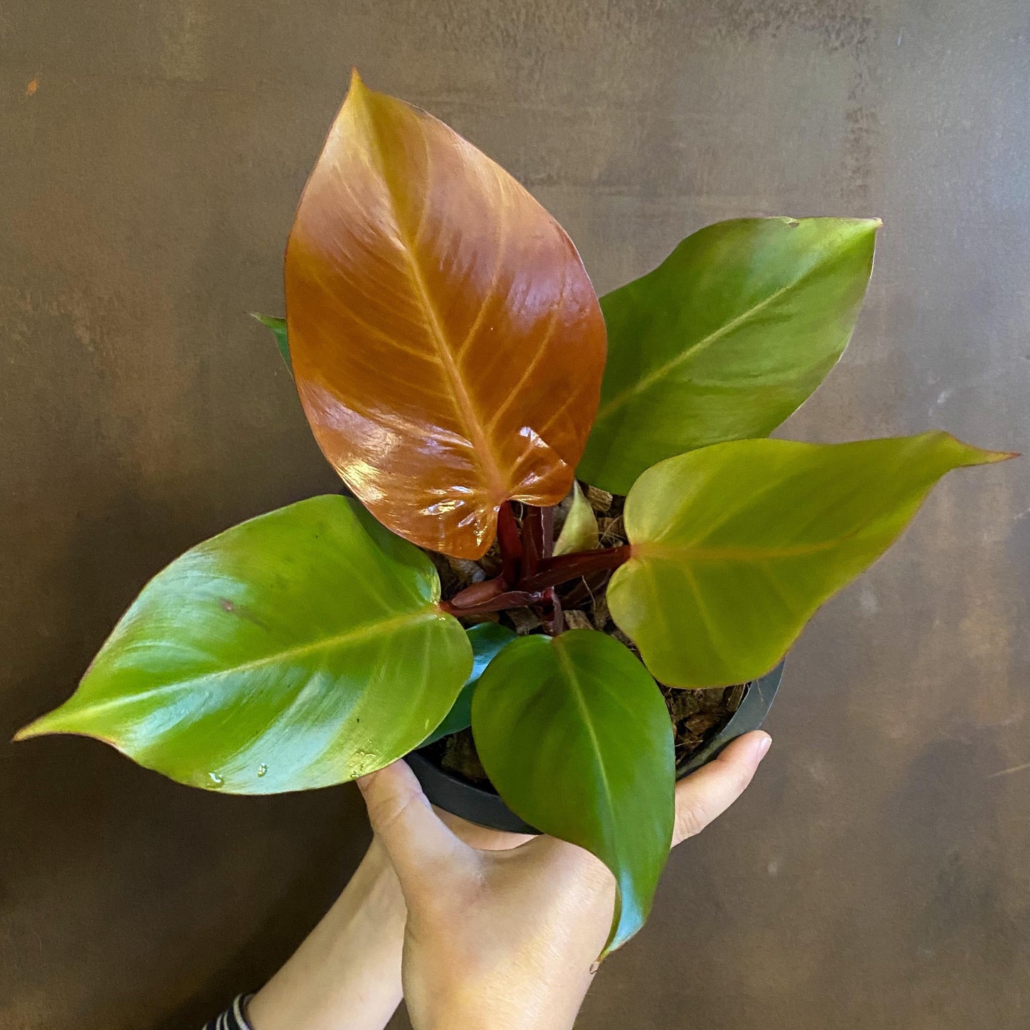 Philodendron Prince Of Orange - View 8 from www redcrocus com