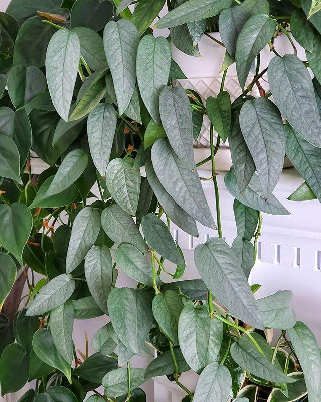 Pothos Epipremnum Cebu Blue - View 15 from www redcrocus com