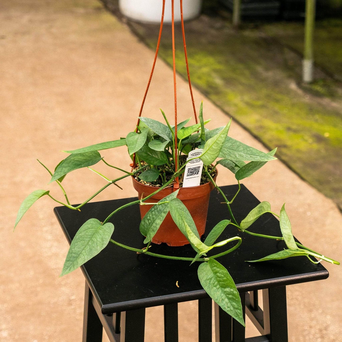 Pothos Epipremnum Cebu Blue - View 18 from www redcrocus com