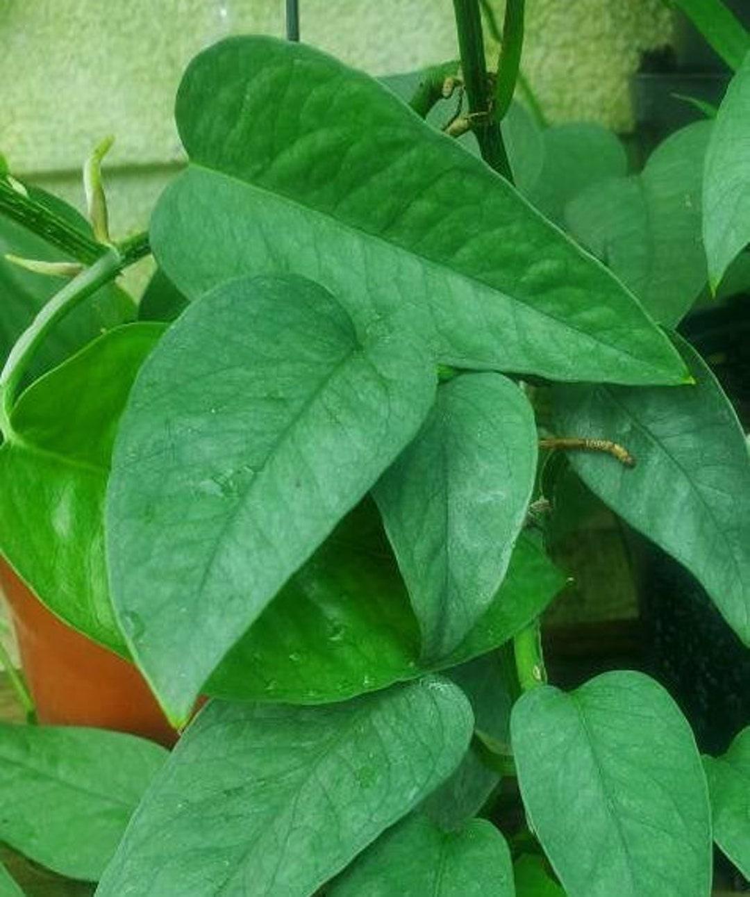 Pothos Epipremnum Cebu Blue - View 19 from www redcrocus com