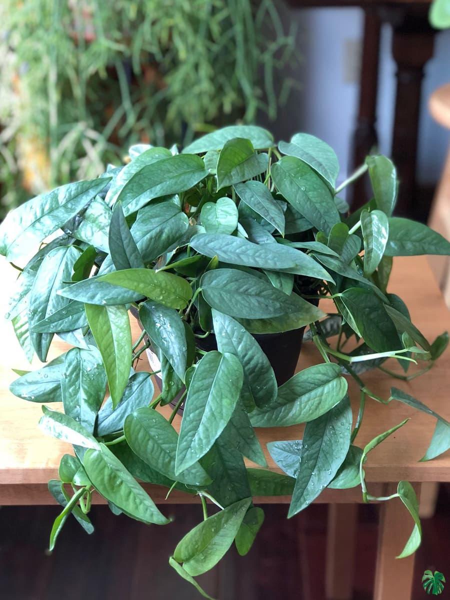 Pothos Epipremnum Cebu Blue - View 1 from www redcrocus com