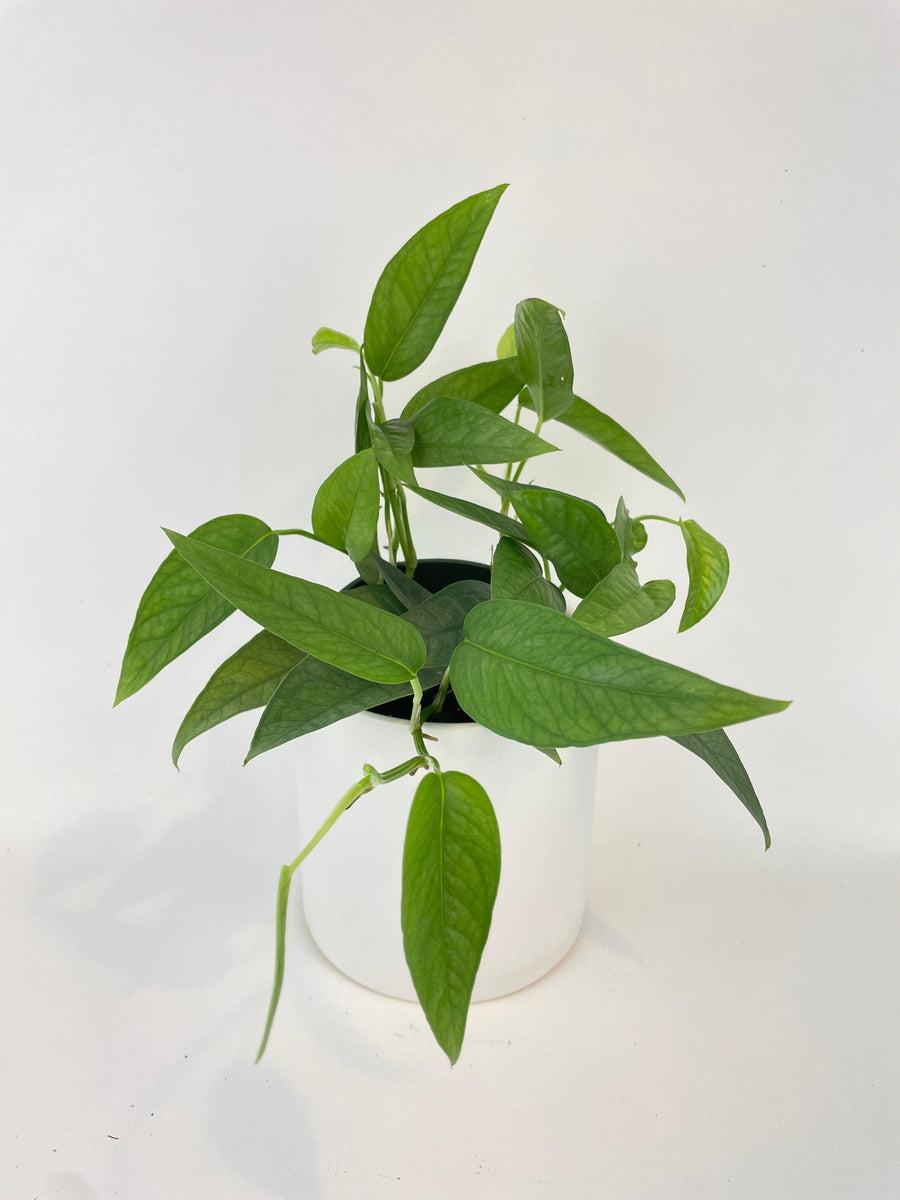 Pothos Epipremnum Cebu Blue - View 20 from www redcrocus com