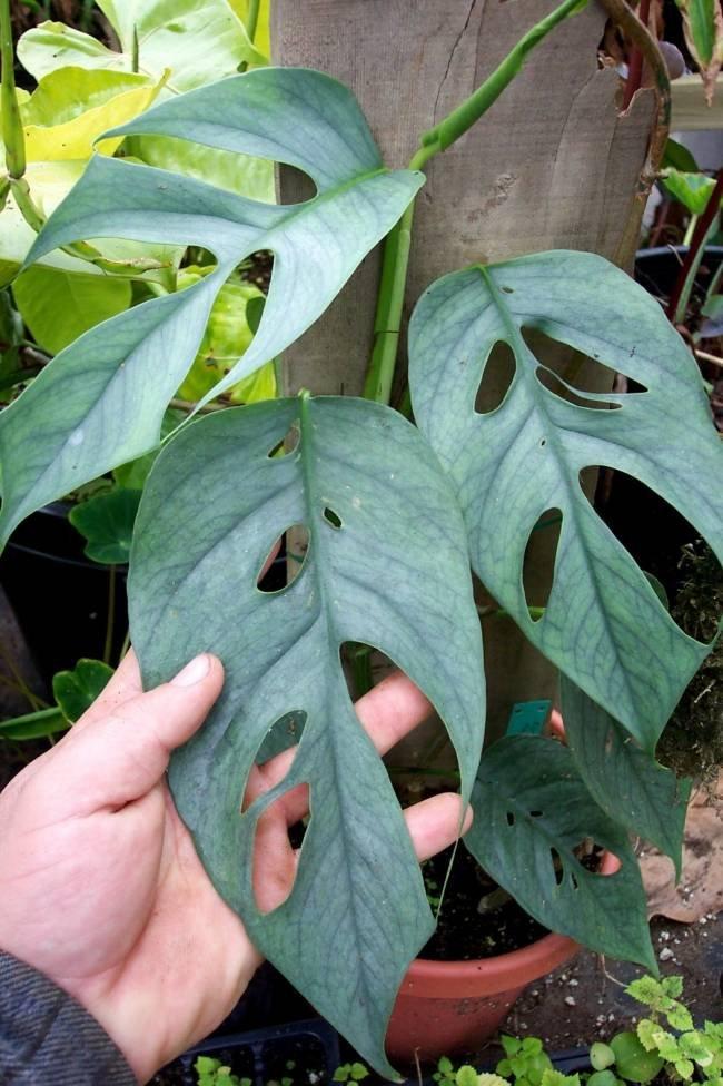 Pothos Epipremnum Cebu Blue - View 4 from www redcrocus com