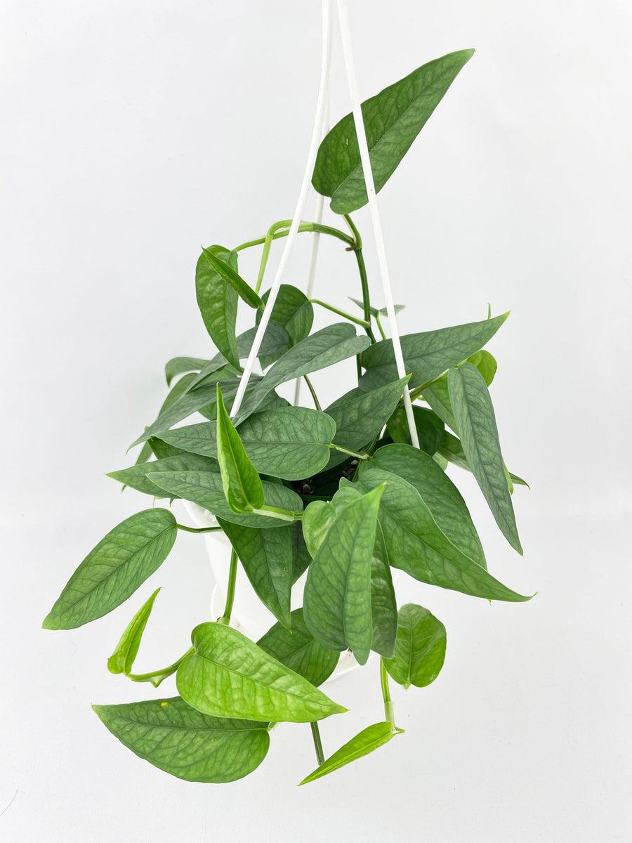 Pothos Epipremnum Cebu Blue - View 8 from www redcrocus com