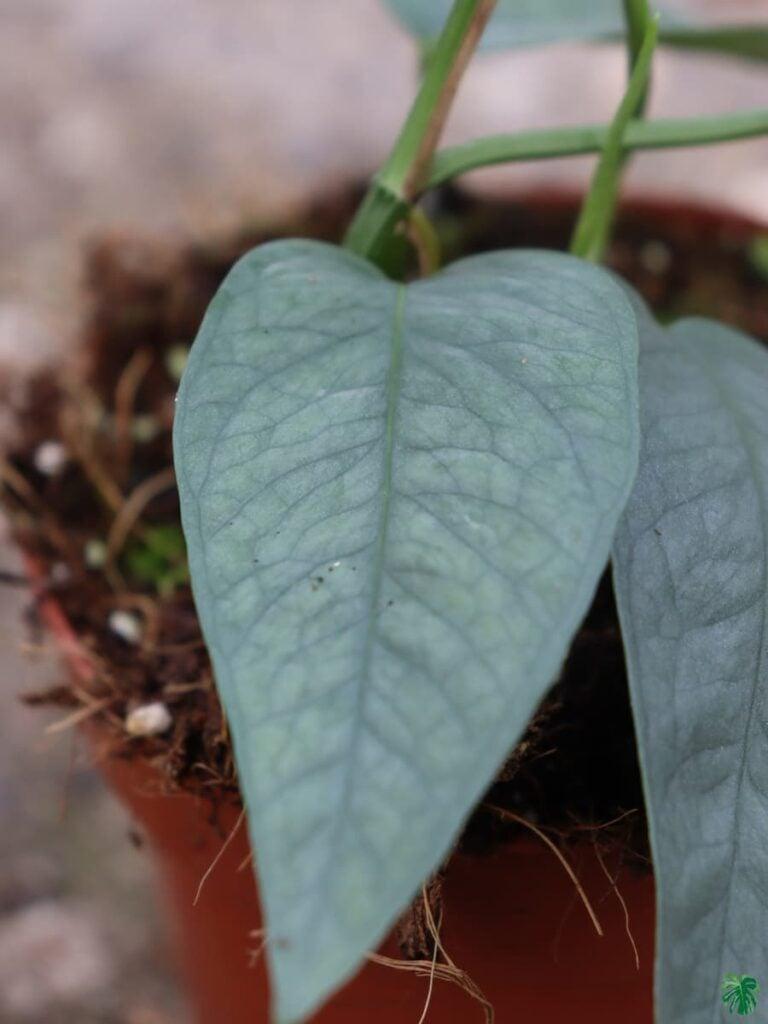 Pothos Epipremnum Cebu Blue - View 9 from www redcrocus com